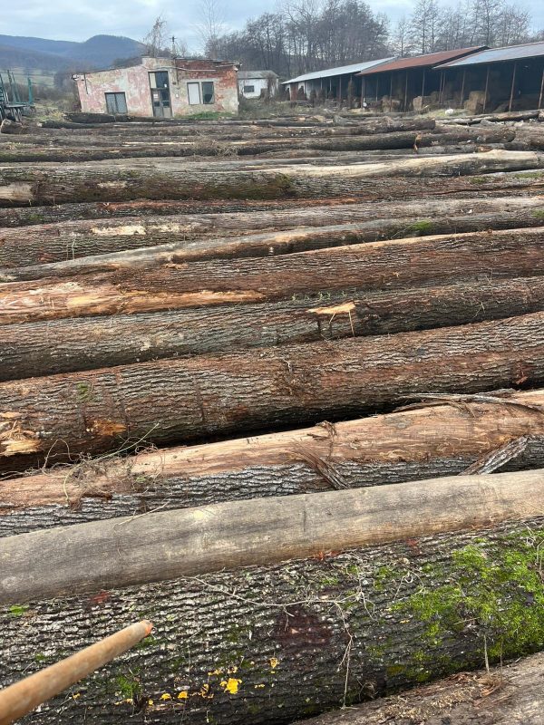 DREWNO DĘBOWE OKRĄGŁE W KORZE 