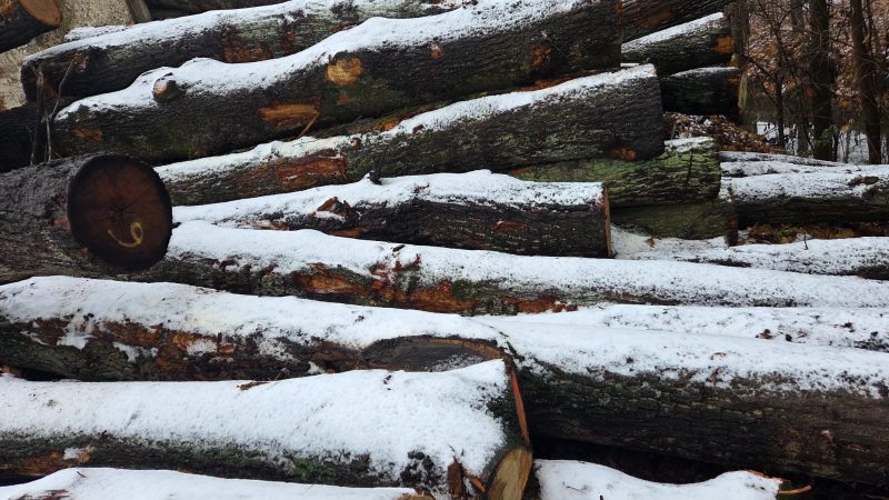 DREWNO DĘBOWE OKRĄGŁE W KORZE 