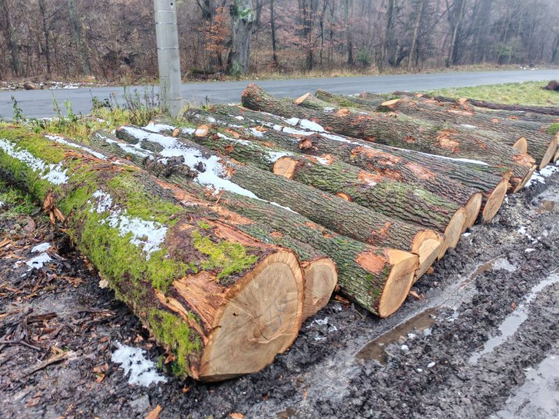 DREWNO DĘBOWE OKRĄGŁE W KORZE 