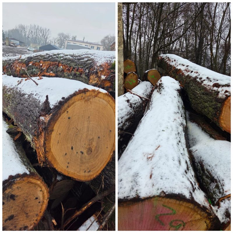 DREWNO DĘBOWE OKRĄGŁE W KORZE