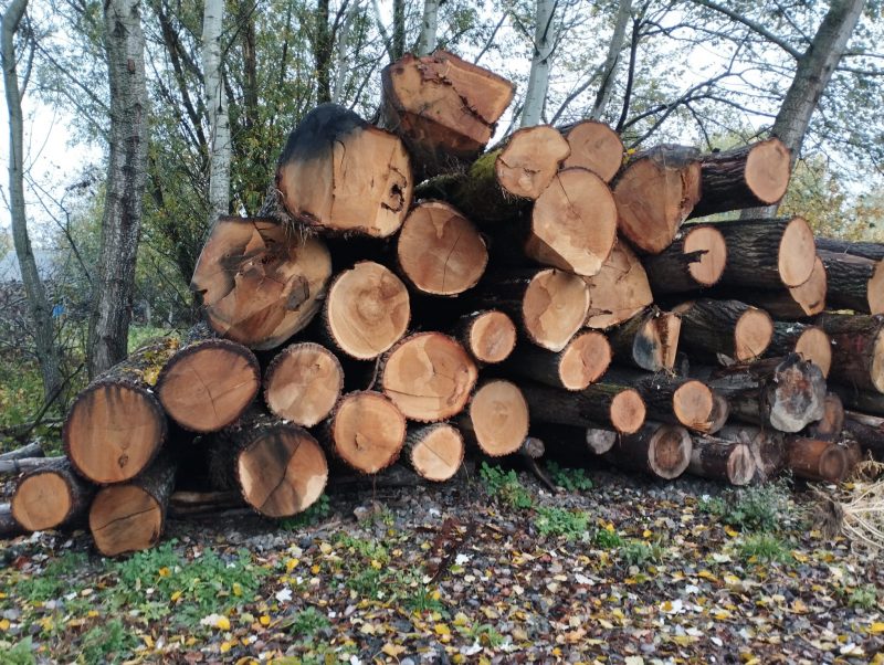 DREWNO DĘBOWE OKRĄGŁE W KORZE 