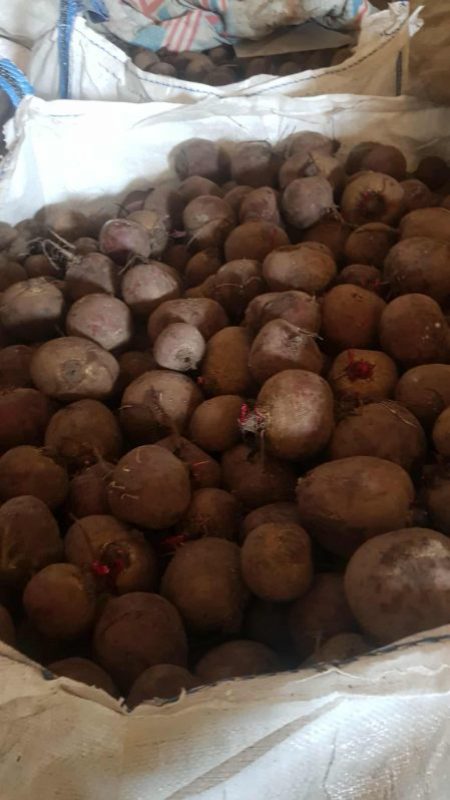 WARZYWA - BURAKI CZERWONE 