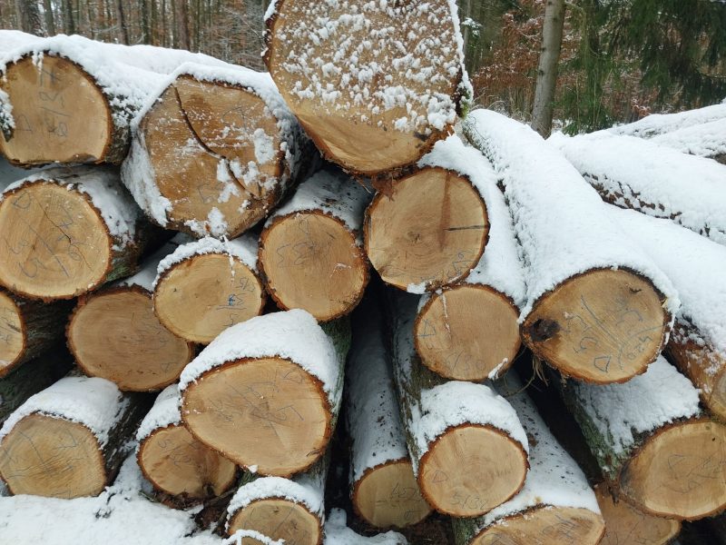 DREWNO DĘBOWE OKRĄGŁE W KORZE 