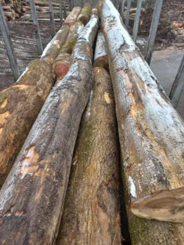 DREWNO JESIONOWE OKRĄGŁE W KORZE 