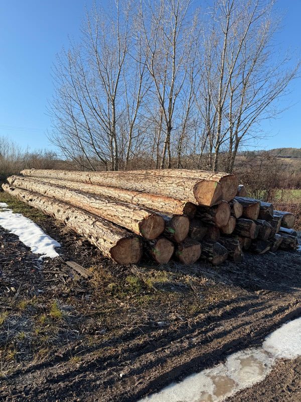 DREWNO SOSNOWE OKRĄGŁE W KORZE 