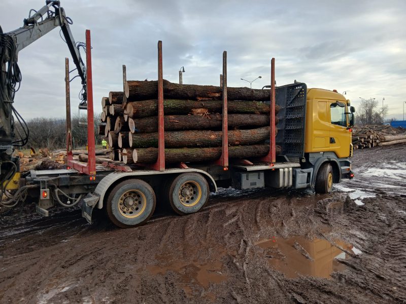 DREWNO DĘBOWE OKRĄGŁE W KORZE 