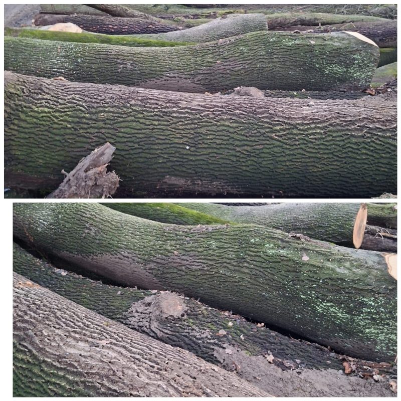 DREWNO DĘBOWE OKRĄGŁE W KORZE 