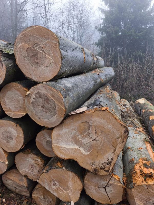 DREWNO BUKOWE OKRĄGŁE W KORZE 