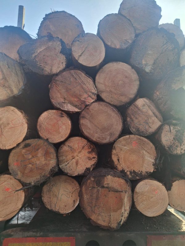 DREWNO SOSNOWE OKRĄGŁE W KORZE 