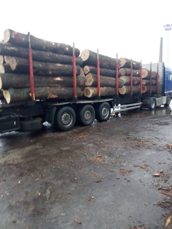 image DREWNO JESIONOWE OKRĄGŁE W KORZE  EUROEXPO-NET