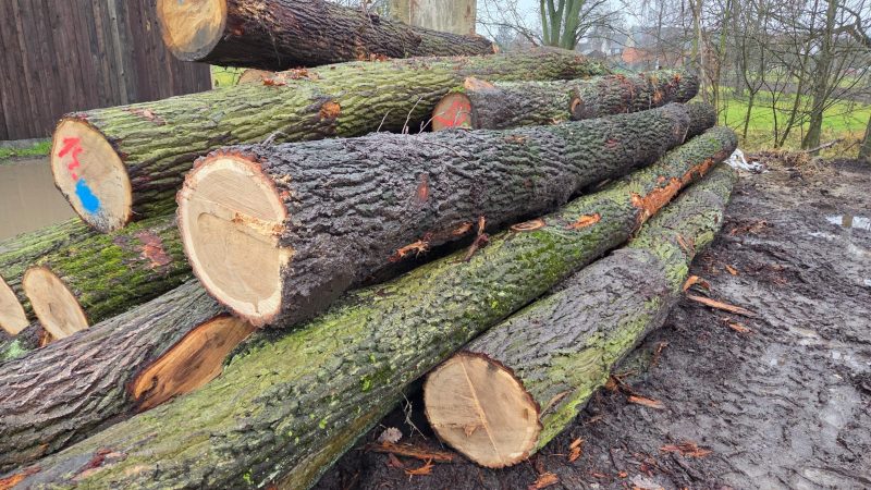 DREWNO DĘBOWE OKRĄGŁE W KORZE 