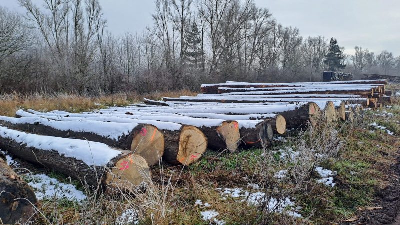 DREWNO DĘBOWE OKRĄGŁE W KORZE 