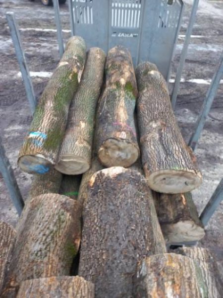 image DREWNO JESIONOWE OKRĄGŁE W KORZE  EUROEXPO-NET