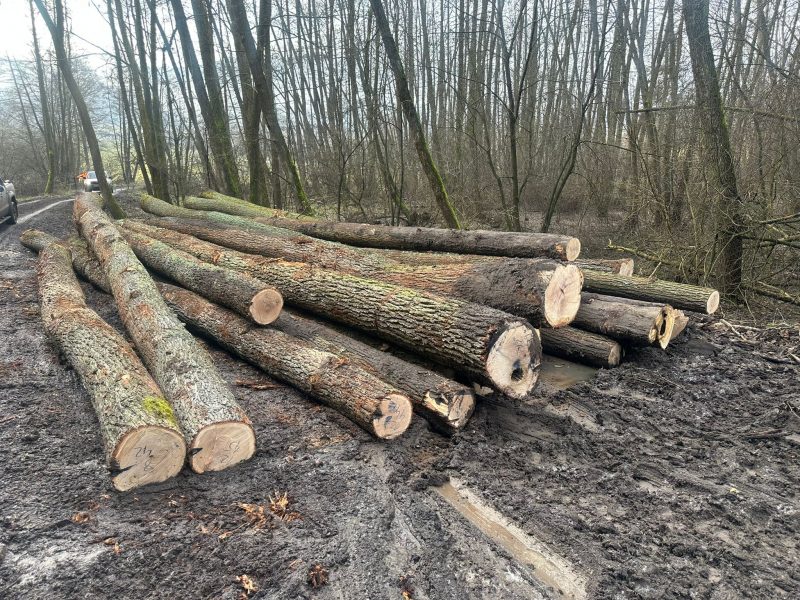 image DREWNO DĘBOWE OKRĄGŁE W KORZE  EUROEXPO-NET