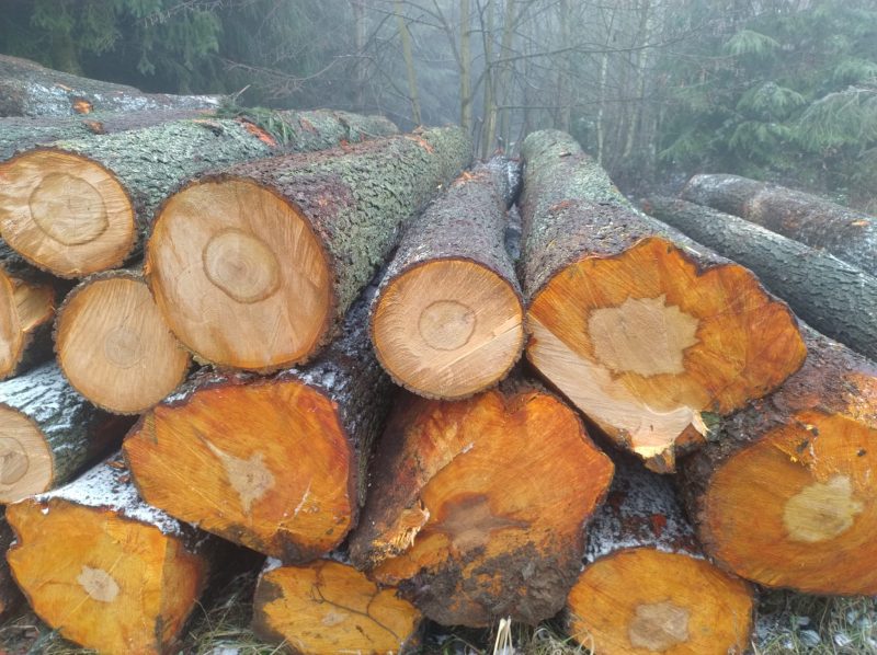 DREWNO OLCHOWE OKRĄGŁE W KORZE 