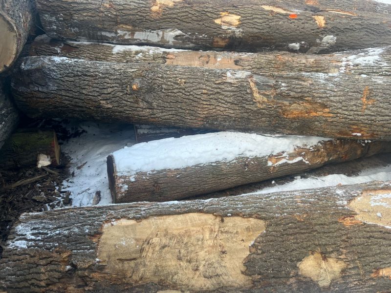 DREWNO JESIONOWE OKRĄGŁE W KORZE 