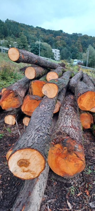 DREWNO OLCHOWE OKRĄGŁE W KORZE 
