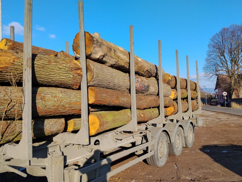 DREWNO DĘBOWE OKRĄGŁE W KORZE 