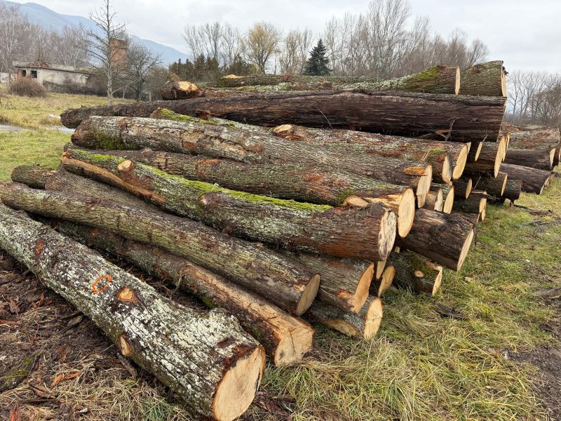 DREWNO DĘBOWE OKRĄGŁE W KORZE 