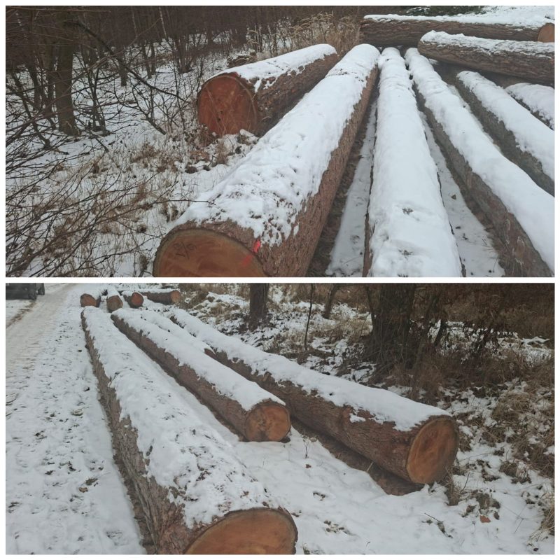 DREWNO MODRZEWIOWE OKRĄGŁE W KORZE 