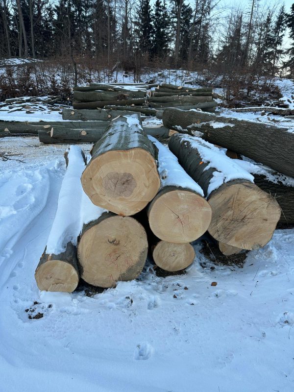 DREWNO BUKOWE OKRĄGŁE W KORZE