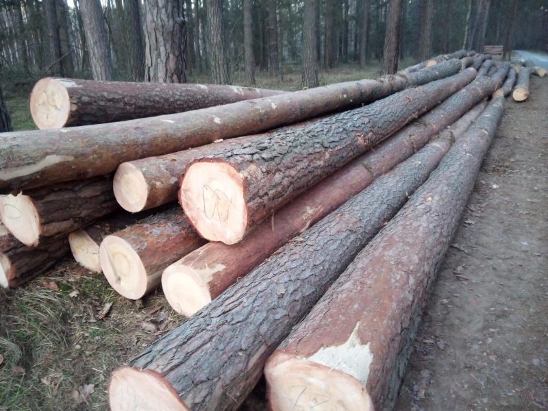 DREWNO SOSNOWE OKRĄGŁE W KORZE 