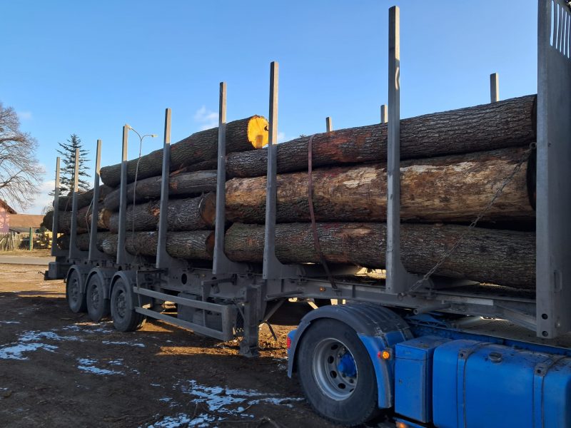 DREWNO DĘBOWE OKRĄGŁE W KORZE 