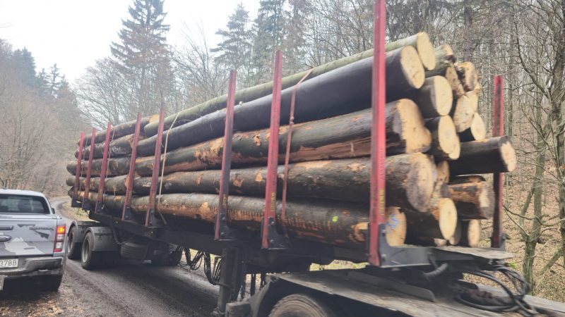 DREWNO BUKOWE OKRĄGŁE W KORZE 