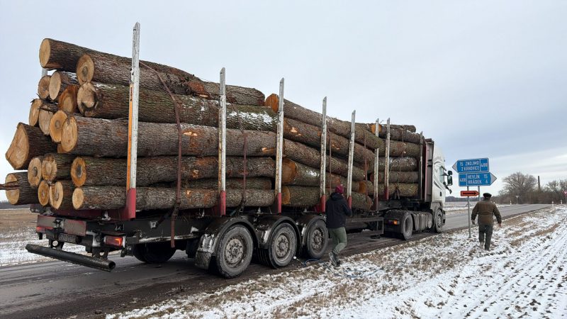 DREWNO OLCHOWE OKRĄGŁE W KORZE 