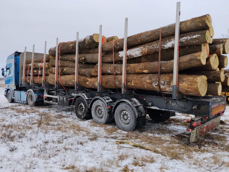 DREWNO JESIONOWE OKRĄGŁE W KORZE 