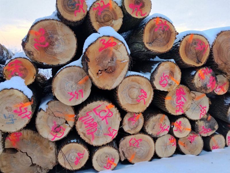 DREWNO JESIONOWE OKRĄGŁE W KORZE 