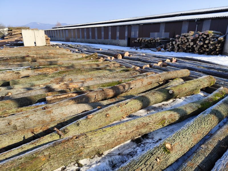 DREWNO DĘBOWE OKRĄGŁE W KORZE 