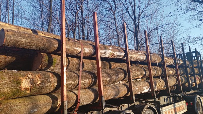 DREWNO JESIONOWE OKRĄGŁE W KORZE 