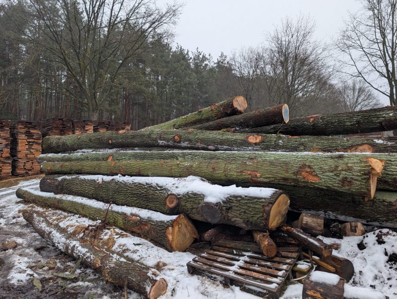 DREWNO DĘBOWE OKRĄGŁE W KORZE 