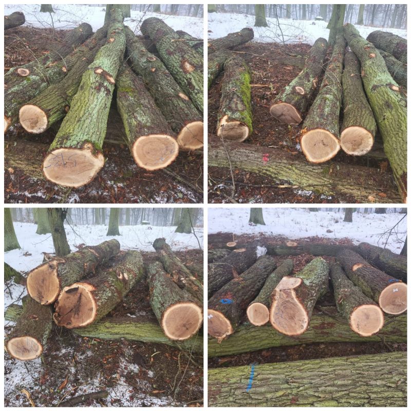 DREWNO DĘBOWE OKRĄGŁE W KORZE 