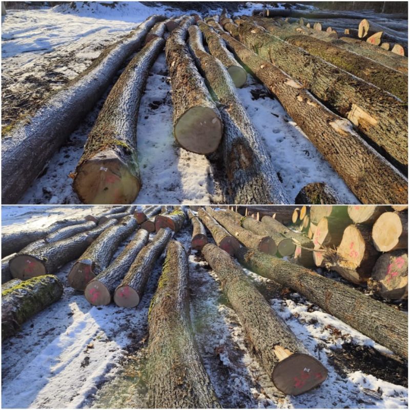 DREWNO DĘBOWE OKRĄGŁE W KORZE 