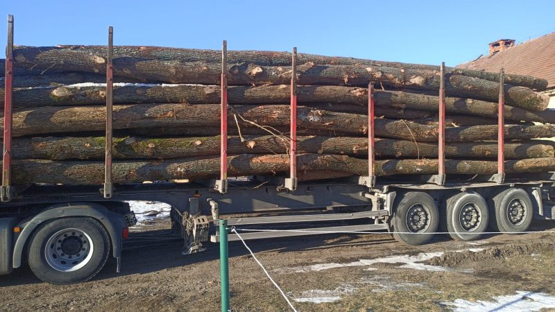 image DREWNO DĘBOWE OKRĄGŁE W KORZE  EUROEXPO-NET