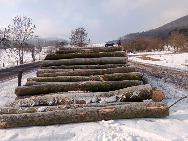 image DREWNO JESIONOWE OKRĄGŁE W KORZE  EUROEXPO-NET