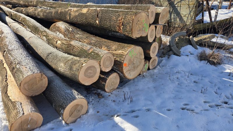 DREWNO JESIONOWE OKRĄGŁE W KORZE 