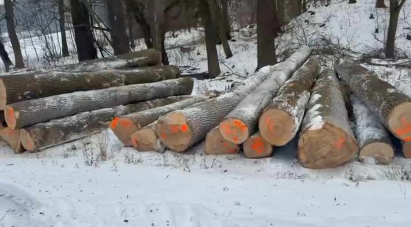 DREWNO JESIONOWE OKRĄGŁE W KORZE 