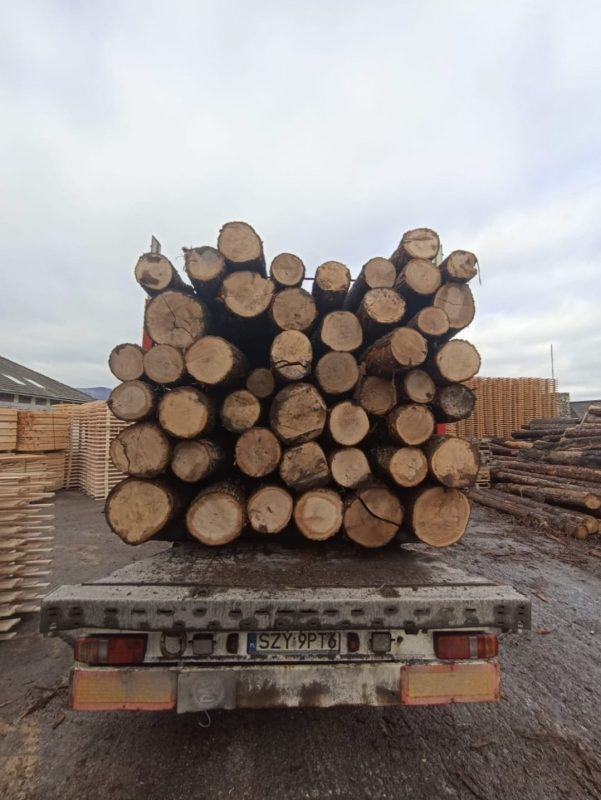 DREWNO DĘBOWE OKRĄGŁE W KORZE 