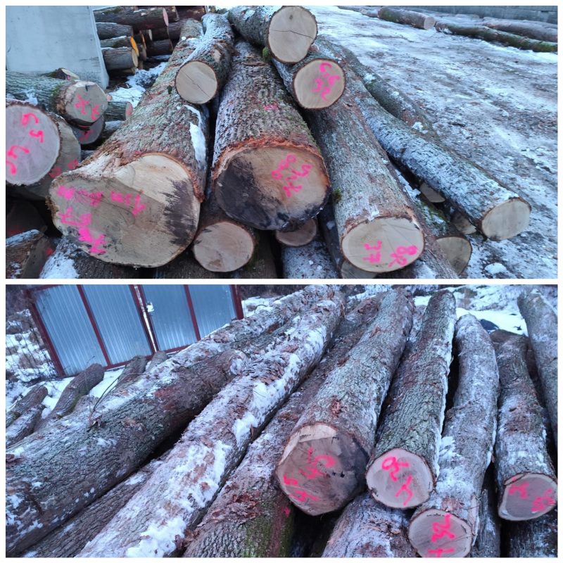 DREWNO DĘBOWE OKRĄGŁE W KORZE 