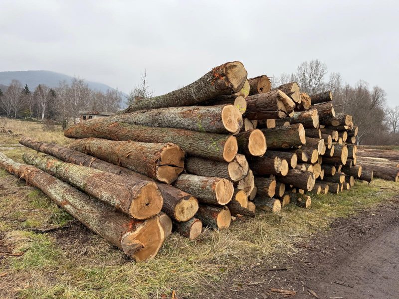 DREWNO DĘBOWE OKRĄGŁE W KORZE 