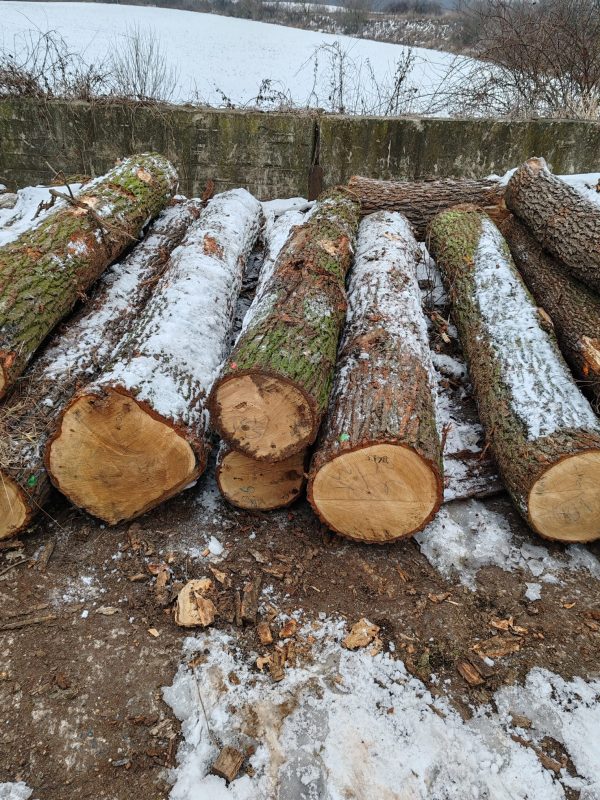 DREWNO DĘBOWE OKRĄGŁE W KORZE 