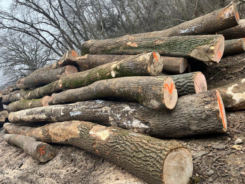 DREWNO JESIONOWE OKRĄGŁE W KORZE 