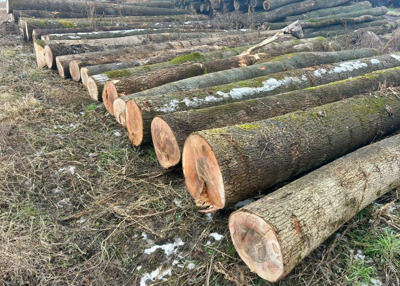 DREWNO JESIONOWE OKRĄGŁE W KORZE 