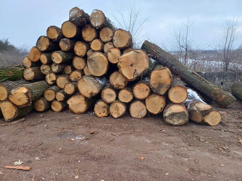 DREWNO DĘBOWE OKRĄGŁE W KORZE 