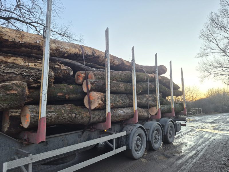 DREWNO JESIONOWE OKRĄGŁE W KORZE