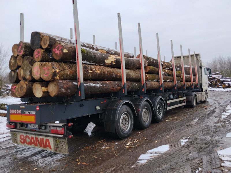 DREWNO JESIONOWE OKRĄGŁE W KORZE