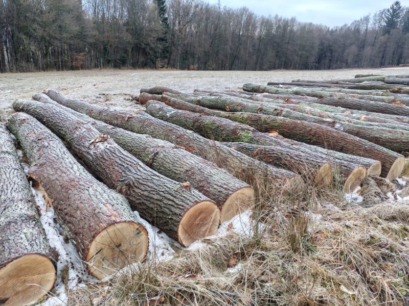 DREWNO DĘBOWE OKRĄGŁE W KORZE 
